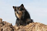 CHIEN FINNOIS DE LAPONIE 642